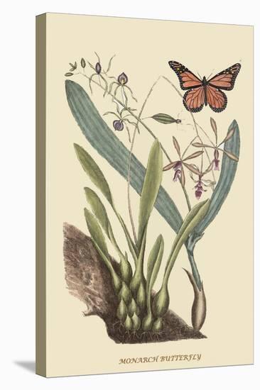 Monarch Butterfly-Mark Catesby-Stretched Canvas