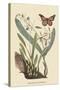 Monarch Butterfly-Mark Catesby-Stretched Canvas