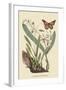 Monarch Butterfly-Mark Catesby-Framed Art Print