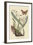 Monarch Butterfly-Mark Catesby-Framed Art Print