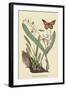 Monarch Butterfly-Mark Catesby-Framed Art Print