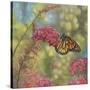 Monarch Butterfly-John Zaccheo-Stretched Canvas