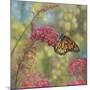 Monarch Butterfly-John Zaccheo-Mounted Giclee Print