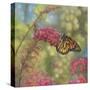 Monarch Butterfly-John Zaccheo-Stretched Canvas