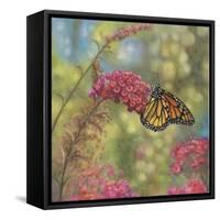 Monarch Butterfly-John Zaccheo-Framed Stretched Canvas