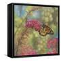 Monarch Butterfly-John Zaccheo-Framed Stretched Canvas