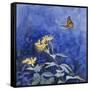 Monarch Butterfly-Rusty Frentner-Framed Stretched Canvas