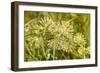 Monarch caterpillar on Green Milkweed-Richard and Susan Day-Framed Photographic Print