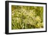 Monarch caterpillar on Green Milkweed-Richard and Susan Day-Framed Photographic Print