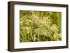 Monarch caterpillar on Green Milkweed-Richard and Susan Day-Framed Photographic Print