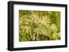 Monarch caterpillar on Green Milkweed-Richard and Susan Day-Framed Photographic Print