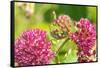 Monarch caterpillar on purple milkweed-Richard and Susan Day-Framed Stretched Canvas