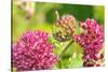 Monarch caterpillar on purple milkweed-Richard and Susan Day-Stretched Canvas