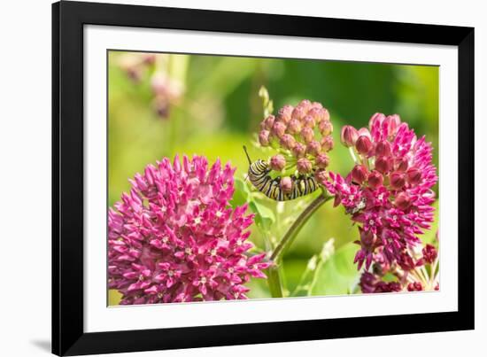 Monarch caterpillar on purple milkweed-Richard and Susan Day-Framed Photographic Print