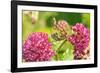 Monarch caterpillar on purple milkweed-Richard and Susan Day-Framed Photographic Print