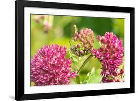 Monarch caterpillar on purple milkweed-Richard and Susan Day-Framed Photographic Print