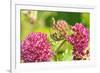 Monarch caterpillar on purple milkweed-Richard and Susan Day-Framed Photographic Print