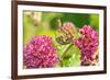 Monarch caterpillar on purple milkweed-Richard and Susan Day-Framed Photographic Print
