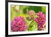 Monarch caterpillar on purple milkweed-Richard and Susan Day-Framed Photographic Print