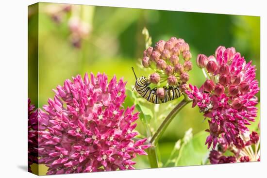Monarch caterpillar on purple milkweed-Richard and Susan Day-Stretched Canvas