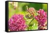 Monarch caterpillar on purple milkweed-Richard and Susan Day-Framed Stretched Canvas