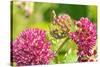 Monarch caterpillar on purple milkweed-Richard and Susan Day-Stretched Canvas