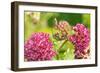 Monarch caterpillar on purple milkweed-Richard and Susan Day-Framed Photographic Print