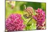 Monarch caterpillar on purple milkweed-Richard and Susan Day-Mounted Photographic Print