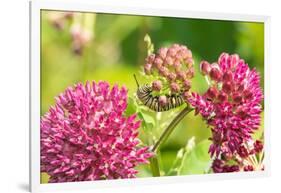 Monarch caterpillar on purple milkweed-Richard and Susan Day-Framed Photographic Print