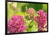 Monarch caterpillar on purple milkweed-Richard and Susan Day-Framed Photographic Print