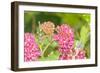 Monarch caterpillar on purple milkweed-Richard and Susan Day-Framed Photographic Print