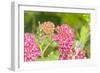 Monarch caterpillar on purple milkweed-Richard and Susan Day-Framed Photographic Print