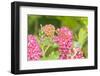 Monarch caterpillar on purple milkweed-Richard and Susan Day-Framed Photographic Print