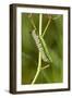 Monarch caterpillar on swamp milkweed-Richard and Susan Day-Framed Photographic Print