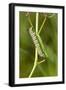 Monarch caterpillar on swamp milkweed-Richard and Susan Day-Framed Photographic Print