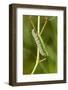 Monarch caterpillar on swamp milkweed-Richard and Susan Day-Framed Photographic Print