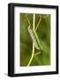 Monarch caterpillar on swamp milkweed-Richard and Susan Day-Framed Photographic Print