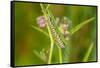 Monarch caterpillar on swamp milkweed-Richard and Susan Day-Framed Stretched Canvas