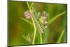 Monarch caterpillar on swamp milkweed-Richard and Susan Day-Mounted Photographic Print
