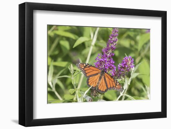 Monarch (Danaus plexippus) butterfly perching on Butterfly Bush (Buddleja davidii) plant, Marion...-Panoramic Images-Framed Photographic Print