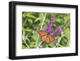 Monarch (Danaus plexippus) butterfly perching on Butterfly Bush (Buddleja davidii) plant, Marion...-Panoramic Images-Framed Photographic Print