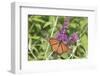 Monarch (Danaus plexippus) butterfly perching on Butterfly Bush (Buddleja davidii) plant, Marion...-Panoramic Images-Framed Photographic Print