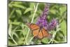 Monarch (Danaus plexippus) butterfly perching on Butterfly Bush (Buddleja davidii) plant, Marion...-Panoramic Images-Mounted Photographic Print