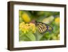 Monarch (Danaus Plexippus) on Lantana. Marion County, Illinois.-Richard & Susan Day-Framed Photographic Print