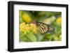 Monarch (Danaus Plexippus) on Lantana. Marion County, Illinois.-Richard & Susan Day-Framed Photographic Print