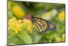 Monarch (Danaus Plexippus) on Lantana. Marion County, Illinois.-Richard & Susan Day-Mounted Photographic Print