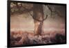 Monarch of the Forest-Alex Saberi-Framed Photographic Print