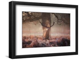 Monarch of the Forest-Alex Saberi-Framed Photographic Print