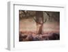 Monarch of the Forest-Alex Saberi-Framed Photographic Print