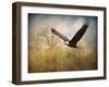 Monarch of the Skies Bald Eagle-Jai Johnson-Framed Giclee Print